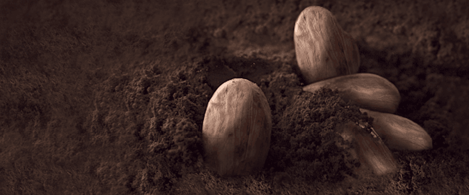 Aztek Krallarından Profesyonel Mutfaklara Kakao