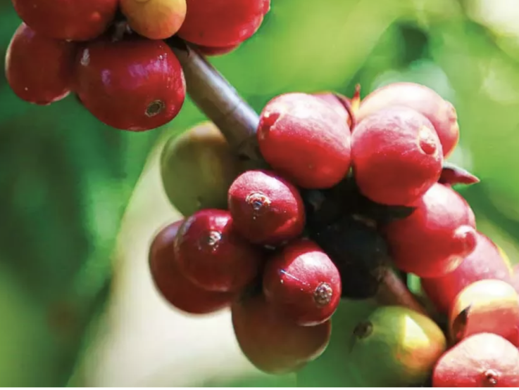 coffee beans