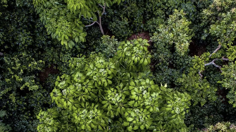 forest