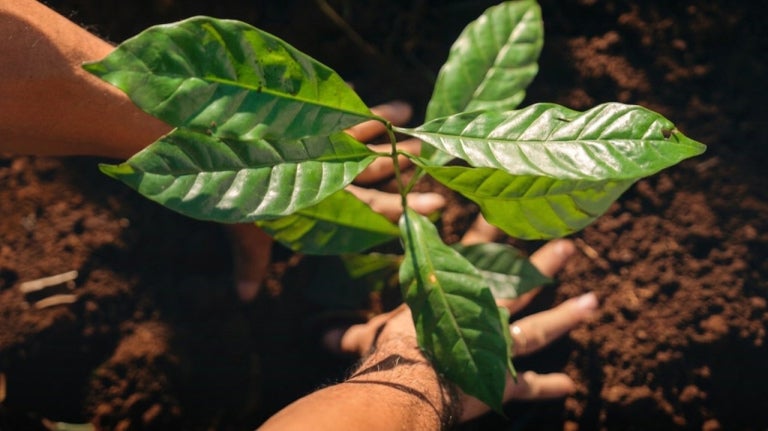 plant
